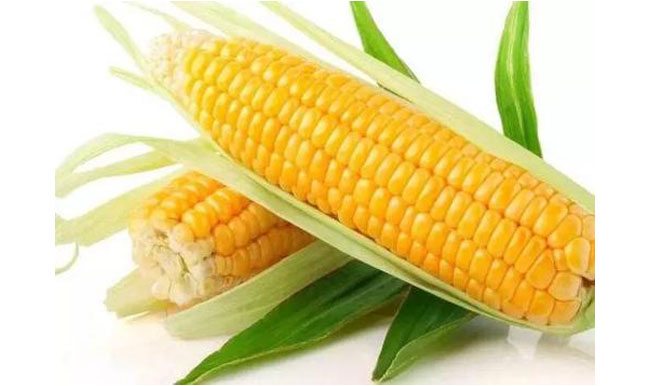 tapioca imo