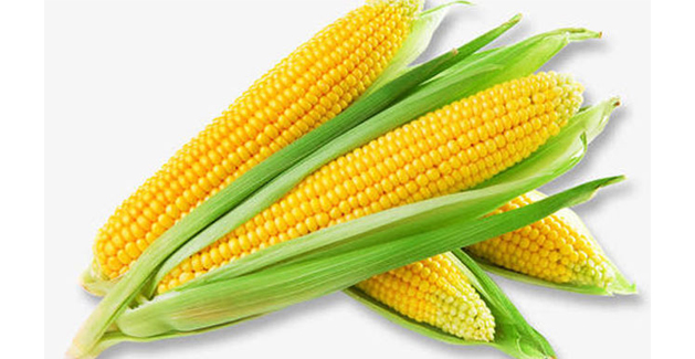 non gmo resistant corn dextrin fiber