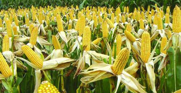 non gmo soluble corn fiber
