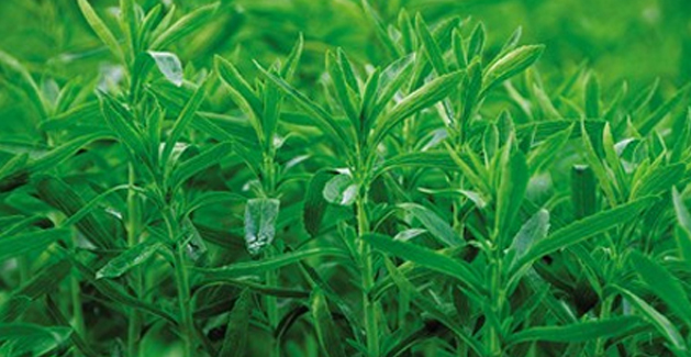 Stevia Rebaudia