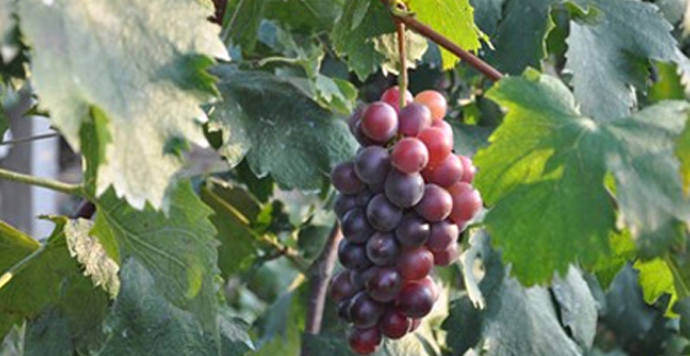 Vitis Vinifera L.