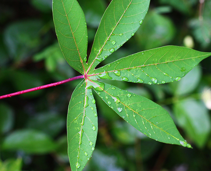 The Functions of Resistant Dextrin(Soluble Tapioca Fiber)(Liquid)