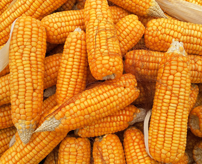 What Is Corn Gluten Meal Used For?