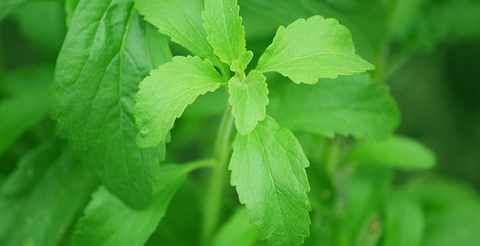 Stevia