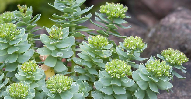 Rhodiola Crenulata Extract