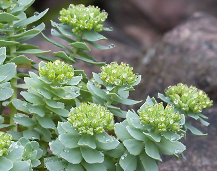 Rhodiola Crenulata Extract