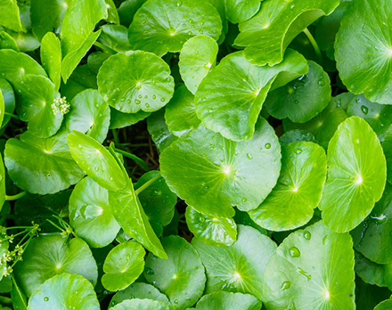 Centella Asiatica (l.) Urban