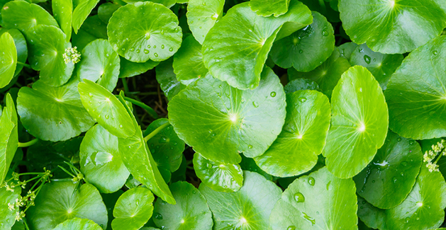 centella asiatica l urban