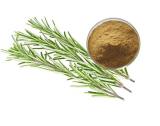 Rosemary Extract