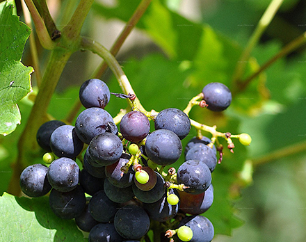 Vitis Vinifera L.