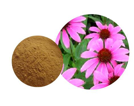 Echinacea Extract