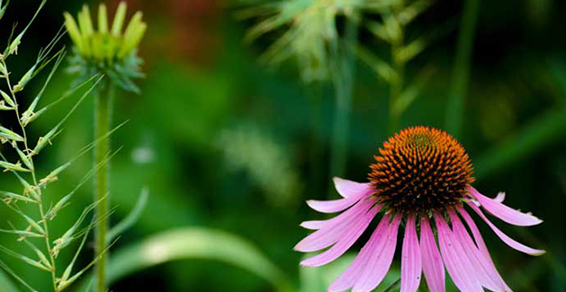 Echinacea Extract