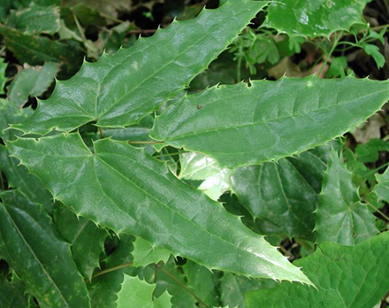 Epimedium Sagittatum Extract