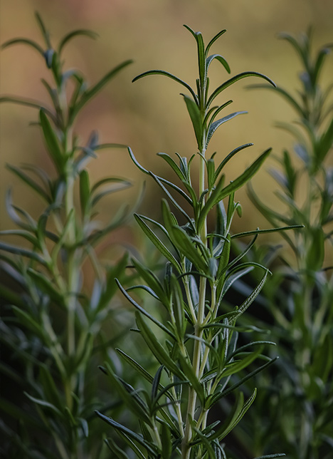 Plant Extracts And Their Uses
