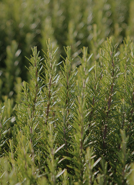Plant Extracts And Their Uses