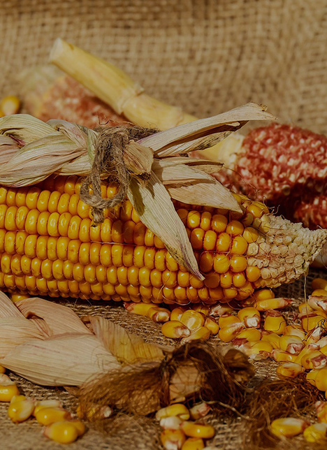 Starch Sugar, Sucrose and Starch, Sugar and Starch | Saigao Nutri