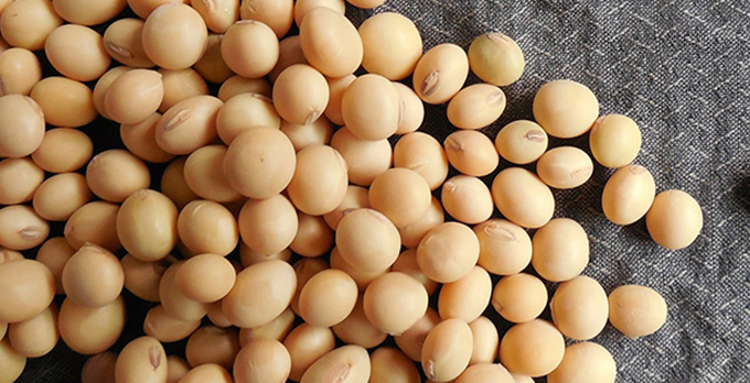 How to Make Concentrated Soybean Protein Isolate?