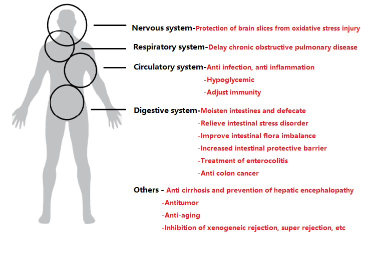 physilogical_characteristics_of_stachyose.png