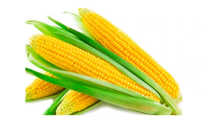 resistant maltodextrin powder corn type 90 2