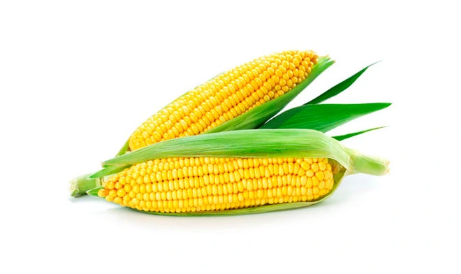 soluble corn fiber powder 70 2