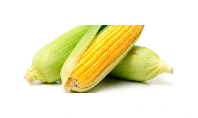 soluble corn fiber syrup 70 1