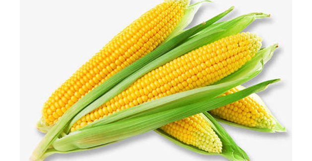 resistant-dextrinsoluble-corn-fiber-dt