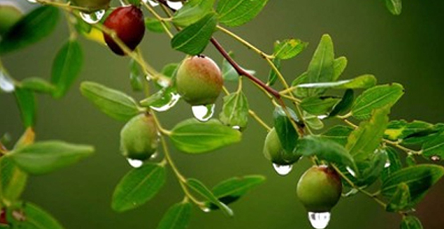ziziphusjujuba-mill-var-spinosa-bunge-h-u-ex-h-f-chou-dt